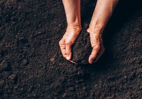 Agriculture, organic gardening, planting or ecology concept. Dirty woman hands holding moist soil. Environmental, earth day. Banner. Top view. Copy space. Farmer checking before sowing woman hands holding moist planting soil